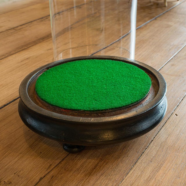 Late 19th Century 1880's Small Antique Display Dome For Sale - Image 5 of 9