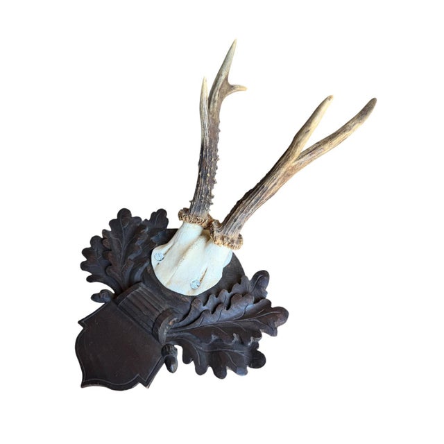 Cabin Roe Deer Trophy 226 Black Forest Antlers For Sale - Image 3 of 5
