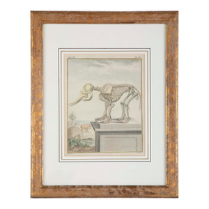 18th Century French Hand Colored Etching of an Elephant Skeleton