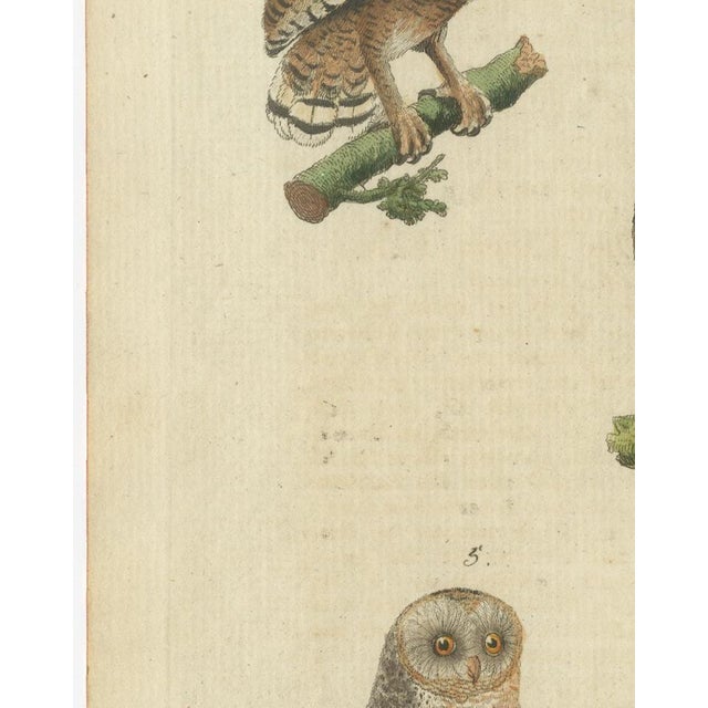 Paper European Owls, 1800, Print on Paper For Sale - Image 7 of 12