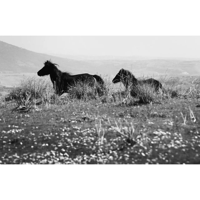 Laurent Campus, Cavallini 02, 2015, Archival Pigment Print For Sale