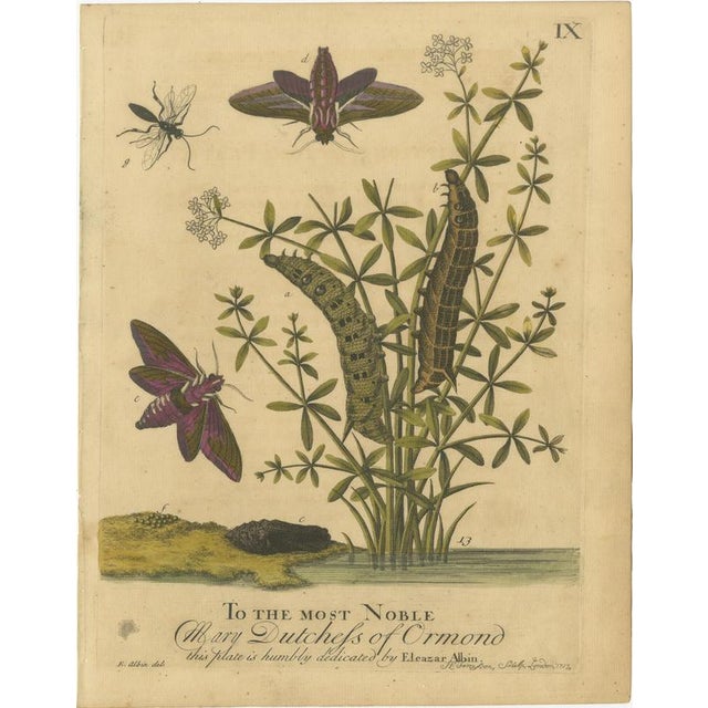 English Hawk & Tiger Moths – Hummingbird Hawk, Garden Tiger, Albin 1720 This original early 18th-century set of four hand-...