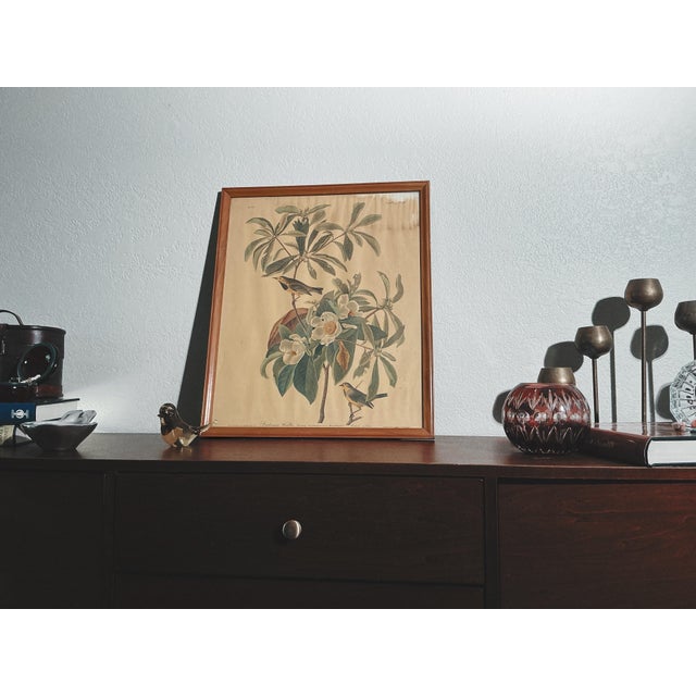 Framed Audubon natural history print depicting Bachman’s Warbler (Sylvia bachmanii), Plate CLXXXV, originally engraved,...