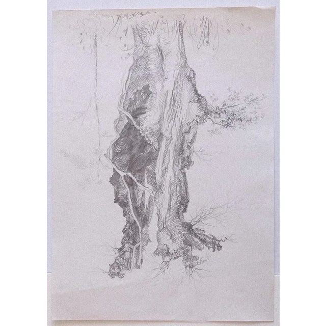 Tree is an original modern artwork realized by Andre Roland Brudieux. Original drawing in pencil on paper. Hand-signed on...