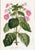 You'll get the 14 Van Houte Botanicals in this lot. These are colors we can't use so take advantage of this listing. A...