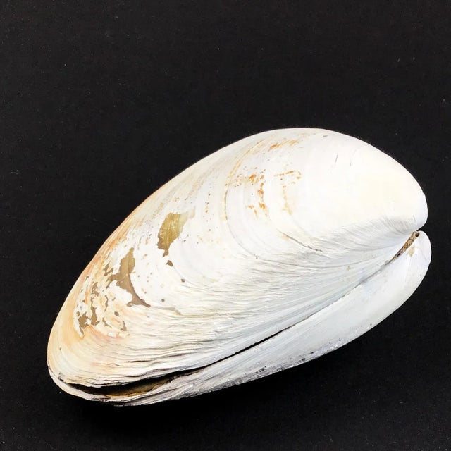 Cool large Shell top and bottom matching perfectly. A unique way to hold keys or as a desk accessory for paper clips. In...