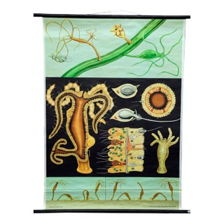 Freshwater Polyp Art Print Wall Chart by Jung Koch Quentell For Sale