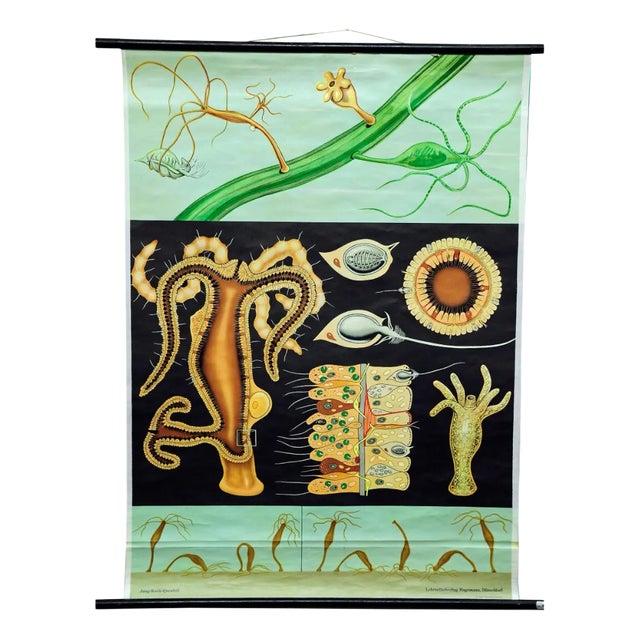 Freshwater Polyp Art Print Wall Chart by Jung Koch Quentell For Sale