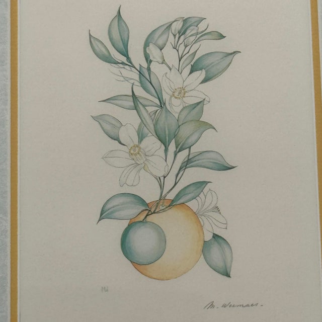 Margot Weemaes 1981 Citrus Botanical Portfolio Print For Sale In Tampa - Image 6 of 12