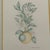 Margot Weemaes 1981 Citrus Botanical Portfolio Print For Sale In Tampa - Image 6 of 12