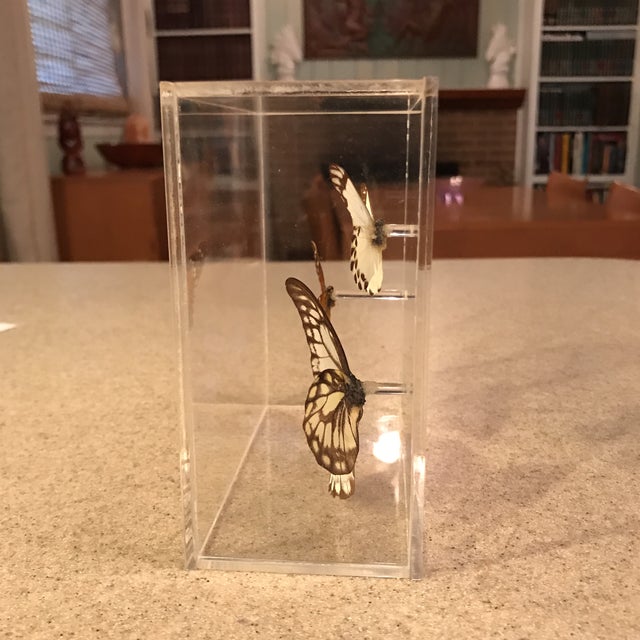 Vintage Butterfly Specimen in Lucite Display Case Chairish