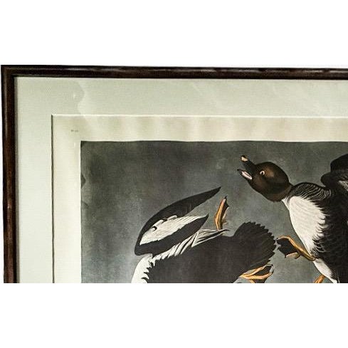 Large Framed John James Audubon Golden-Eyed Duck Primordial Folio Print For Sale - Image 9 of 14