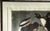 Large Framed John James Audubon Golden-Eyed Duck Primordial Folio Print For Sale - Image 9 of 14