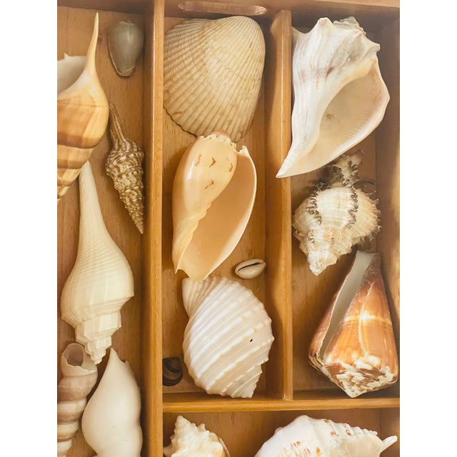 1970s Antique Sea Shell Display Selection in Wooden Trayin For Sale - Image 5 of 5