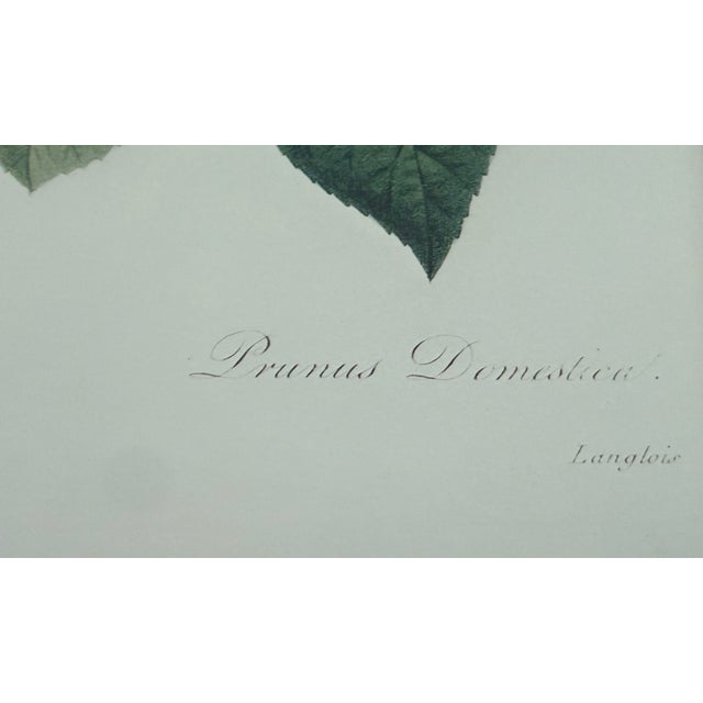 Pair of Vintage Framed Botanical Fruit Prints by Pierre-Joseph Redoute For Sale In Austin - Image 6 of 12