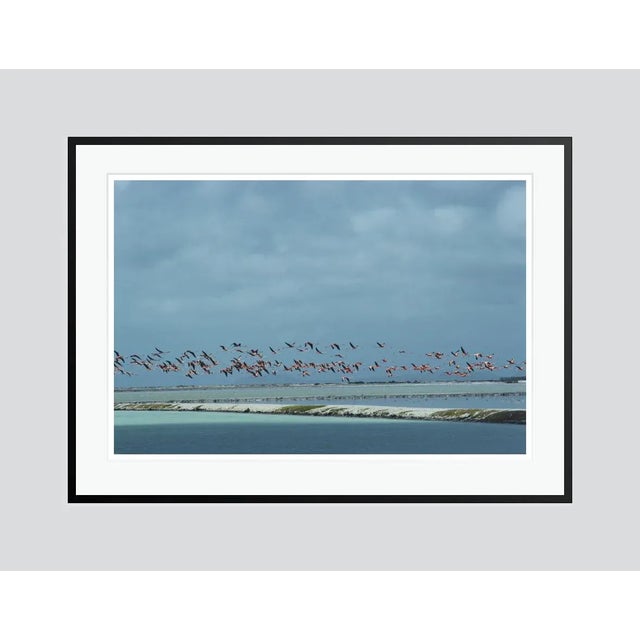 Modern Flamingos in Flight 1979 by Slim Aarons Framed C-Print For Sale - Image 3 of 3