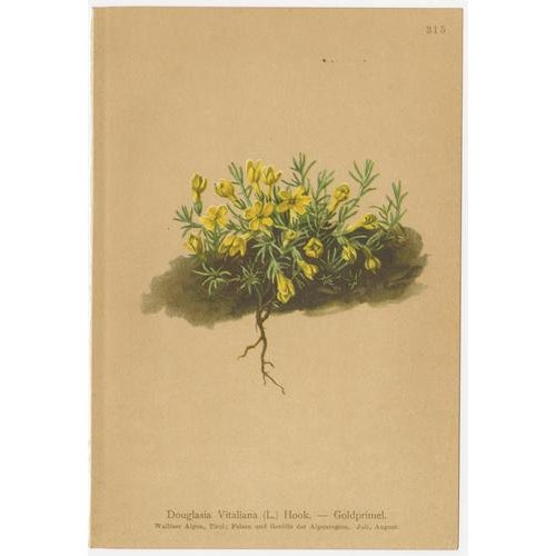 Alpine Botanical Plates of Aretia & Douglasia, 1897, Set of 5 For Sale - Image 3 of 9