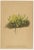 Alpine Botanical Plates of Aretia & Douglasia, 1897, Set of 5 For Sale - Image 3 of 9