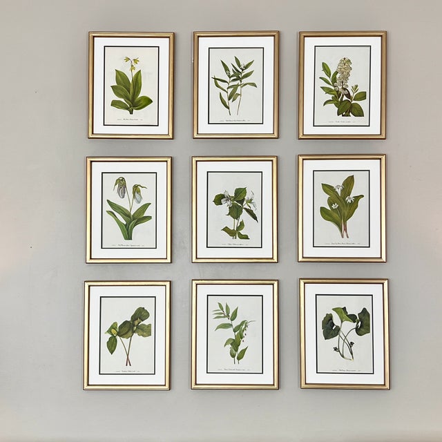 This is a beautiful set of 9 original vintage botanical prints in slightly distressed gold finish wood frames. These wild...