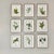 This is a beautiful set of 9 original vintage botanical prints in slightly distressed gold finish wood frames. These wild...