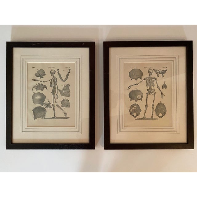 Wood 1890 Original Skeleton Anatomy Illustrations - Set of 2 For Sale - Image 7 of 7
