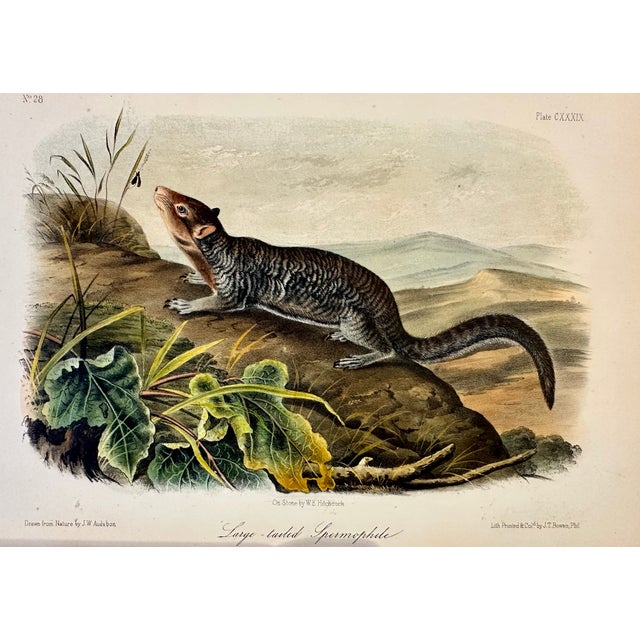 John James Audubon Large-Tailed Ground Squirrel Lithograph – Original Audubon 1st Edition Print, 1842 For Sale - Image 4 of 5