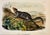 John James Audubon Large-Tailed Ground Squirrel Lithograph – Original Audubon 1st Edition Print, 1842 For Sale - Image 4 of 5