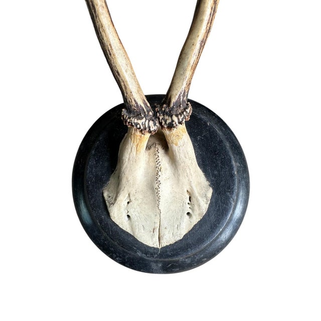 Roe Deer Trophy Trophies Set 3 103 Black Forest Antlers Mounts For Sale - Image 4 of 7