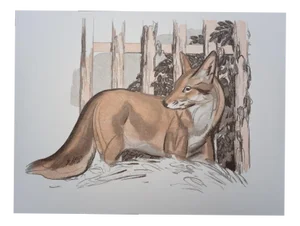 Paul Jouve, The Fox Near the Barrier, Wood Engraving