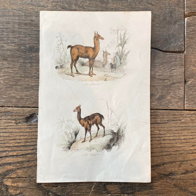 Super high quality in this lovely historical French 18th Century le lama "the lama" engraving! Signed V. Adam del and E....