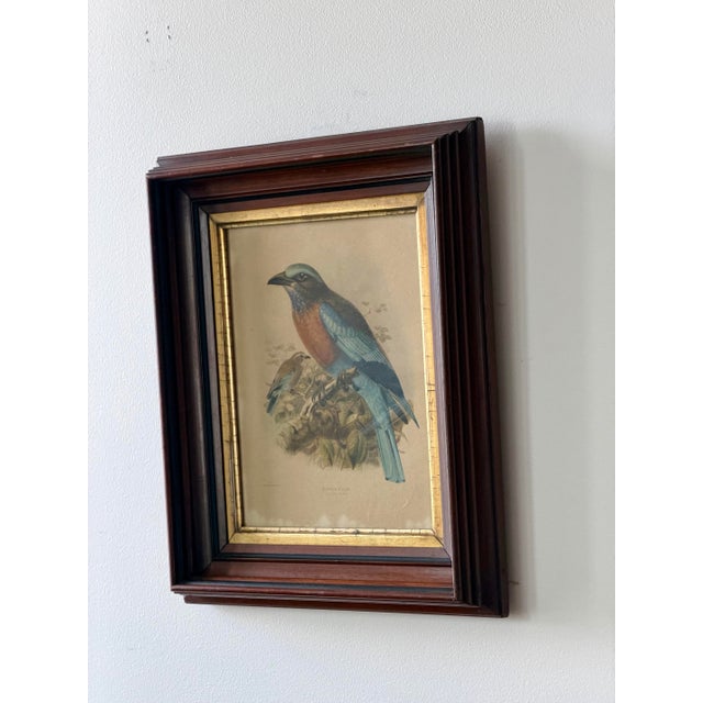 Late 19th century lithograph of a Burmese Roller, after ornithological illustrator J.G. Keulemans, presented in a...