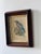 Late 19th century lithograph of a Burmese Roller, after ornithological illustrator J.G. Keulemans, presented in a...