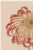 Vintage Japanese botanical art print featuring a restored 1893 red chrysanthemum by Keika Hasegawa. Museum-quality Japandi...