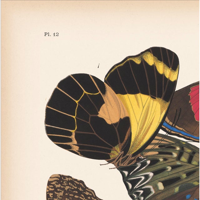 We are thrilled to present the exquisite Séguy Butterfly #12, available exclusively on Chairish, in the standard...