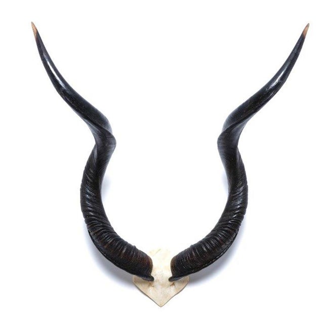 Natural Kudu Horn - V Skull For Sale - Image 4 of 4