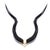 Natural Kudu Horn - V Skull For Sale - Image 4 of 4