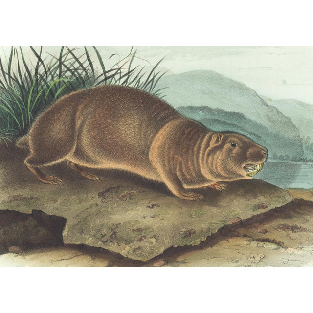 Original first edition Audubon stone lithograph from "The Viviparous Quadrupeds of North America", octavo edition, printed...