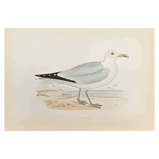 Alexander Francis Lydon, Herring Gull, Woodcut Print, 1870 For Sale