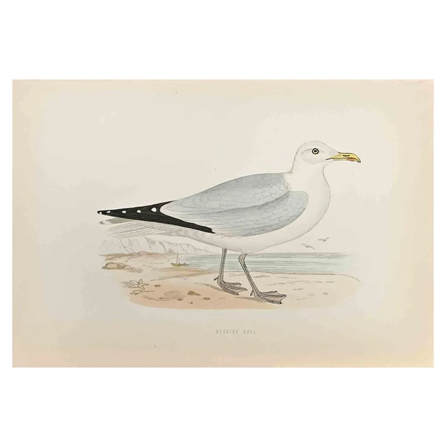 Alexander Francis Lydon, Herring Gull, Woodcut Print, 1870 For Sale