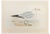 Alexander Francis Lydon, Herring Gull, Woodcut Print, 1870 For Sale