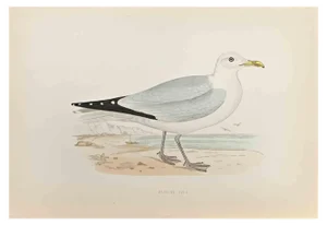 Alexander Francis Lydon, Herring Gull, Woodcut Print, 1870