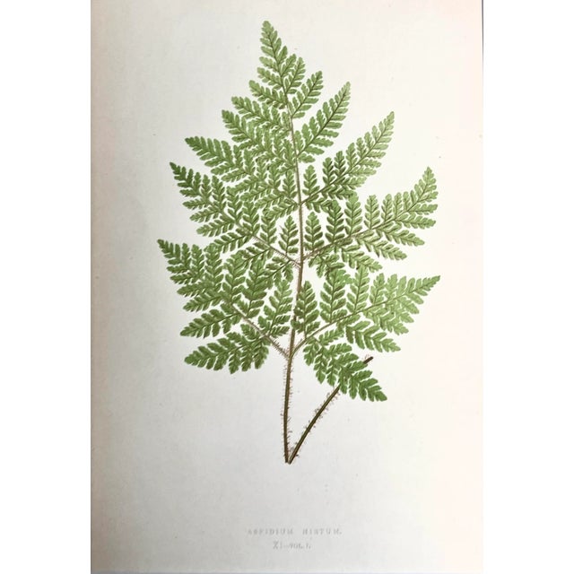 Original antique botanical Fern Lithograph Print circa 1867 presented archival matted and framed in a contemporary gallery...