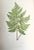 Original antique botanical Fern Lithograph Print circa 1867 presented archival matted and framed in a contemporary gallery...