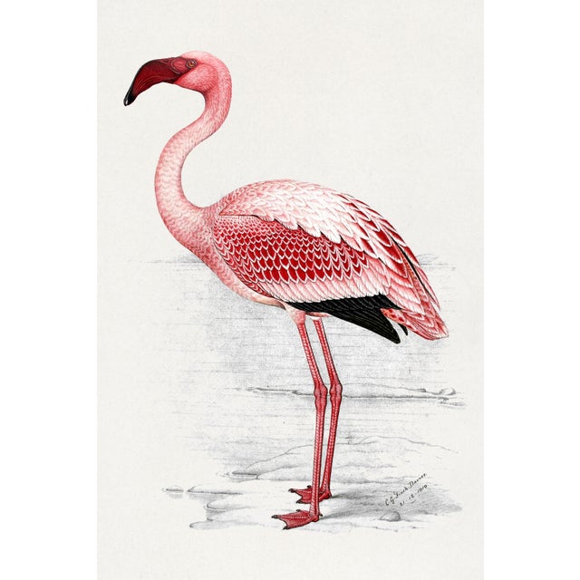 Lesser Flamingo by C. G. Finch-Davies, Vintage Reproduction Bird Art Print, 12" × 18" For Sale