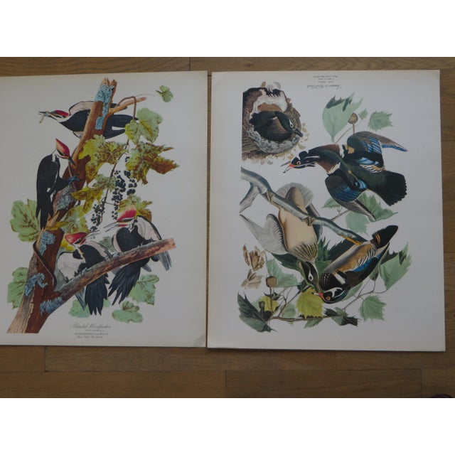 Red 1964 "The Audubon Folio" Original Edition Set of Bird Study Prints Text Book by George Dock Jr. For Sale - Image 8 of 13