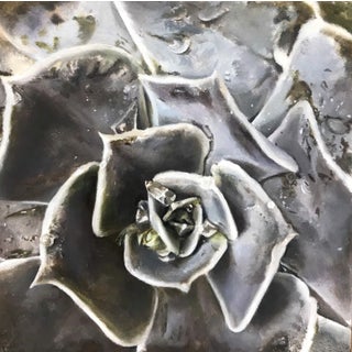 Solitary by Emma Hirst | Oil on wood panel Close-up of a gray succulent plant. For Sale