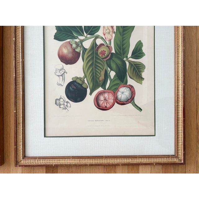 Vintage Botanical Floral Prints, l'Ile De Java, Framed, a Pair Reproduction For Sale - Image 11 of 12