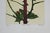 1991 colored etching on paper of rose buds and thorns. Signed Hansen, titled Roses 1991 and numbered 21/100 in pencil...