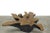 2010s Organic Star Teak Root Coffee Table Base For Sale - Image 5 of 6
