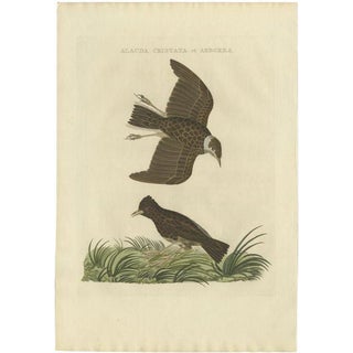 Sepp & Nozeman, Bird Illustration of the Crested Lark and Woodlark, 1809, Print For Sale